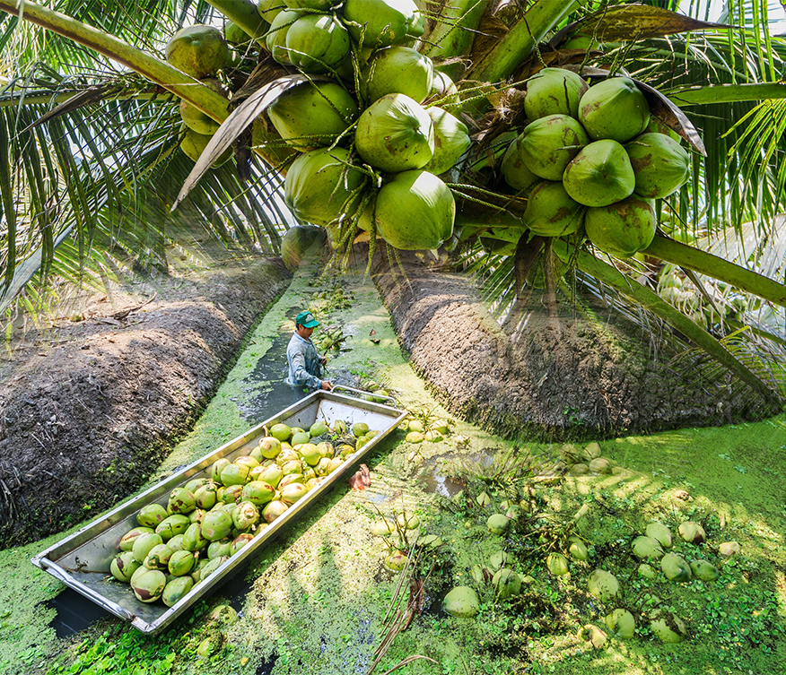 sustainable farming of coconuts